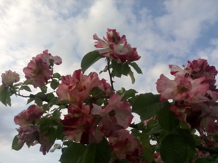 IMG_20160603_065923 - 2016 Trandafiri