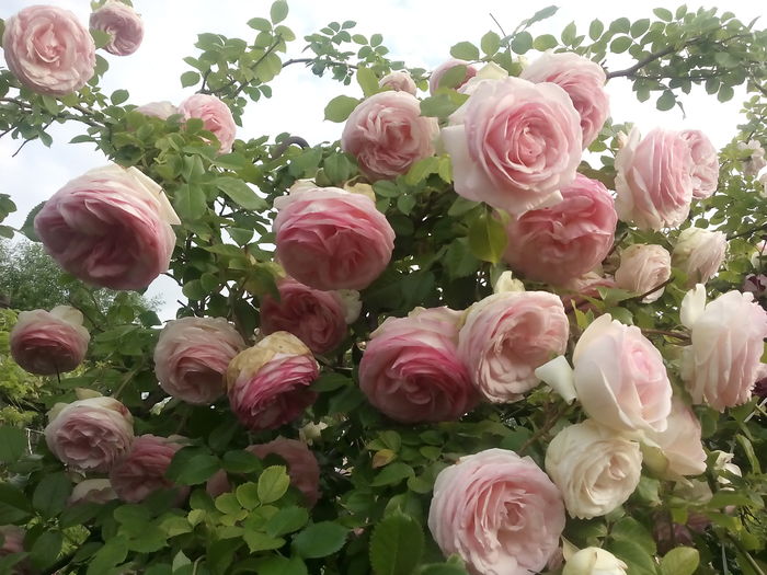 IMG_20160603_070010 - 2016 Trandafiri