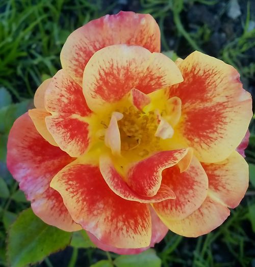 IMG_20160616_103013-1