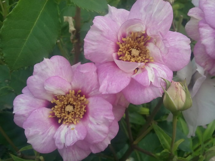 IMG_20160617_100810 - 2016 Trandafiri