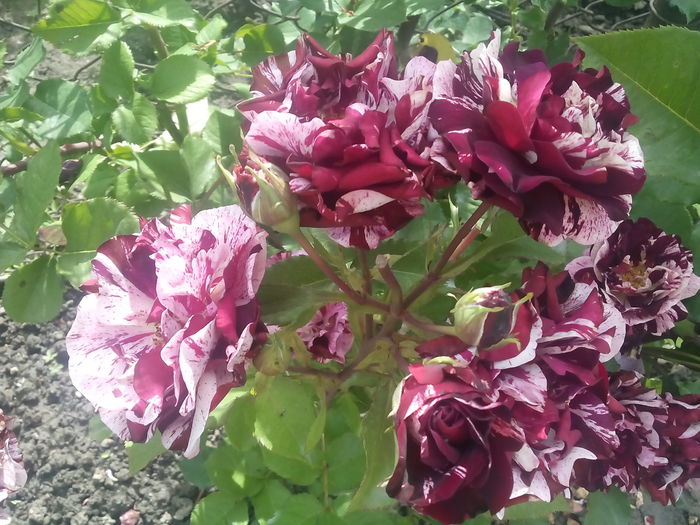 IMG_20160617_101132 - 2016 Trandafiri