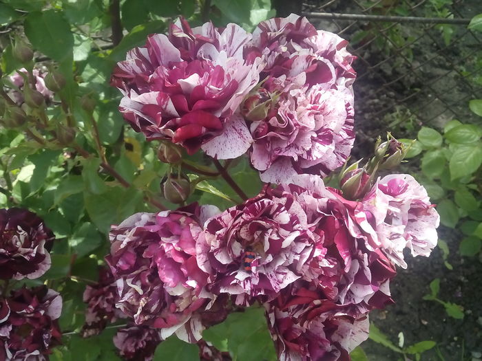 IMG_20160617_101136 - 2016 Trandafiri