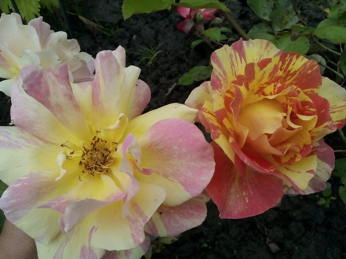 Rose de Cisterciens