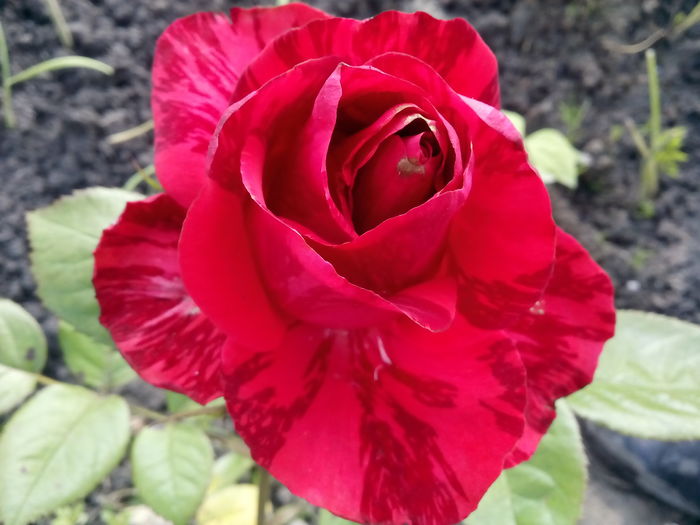 Red Intuition