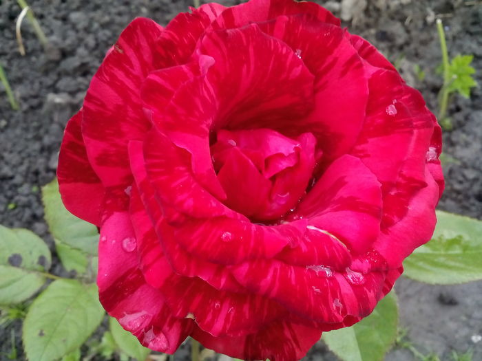 Red Intuition