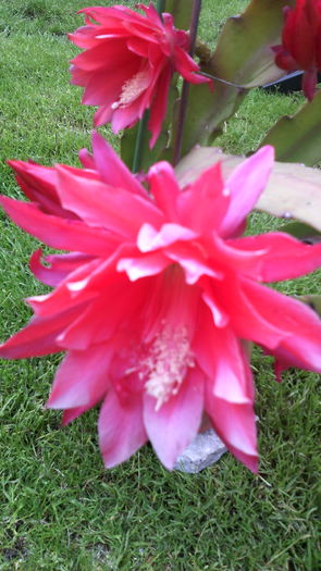 16.06.016 - EPYFILIUM 1 Oxypetalum