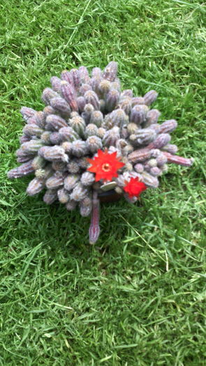 16 iunie .016 - Cactusi 2015-2020