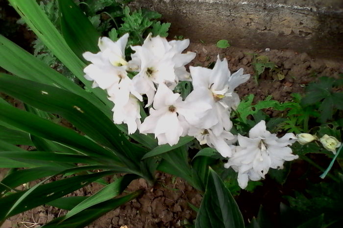 Delphinium
