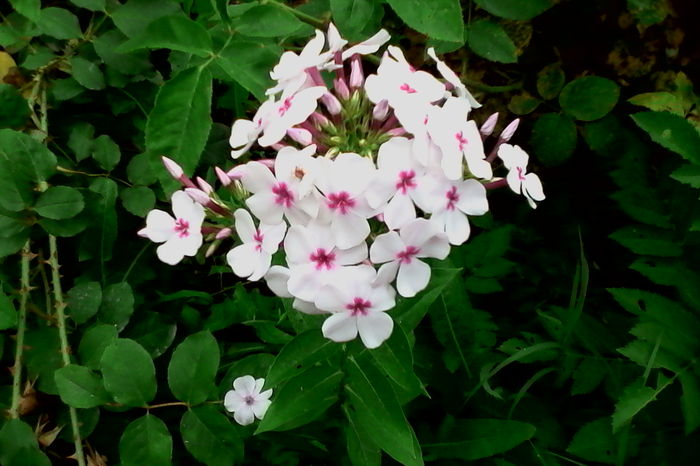 Phlox - 5Vara 2016