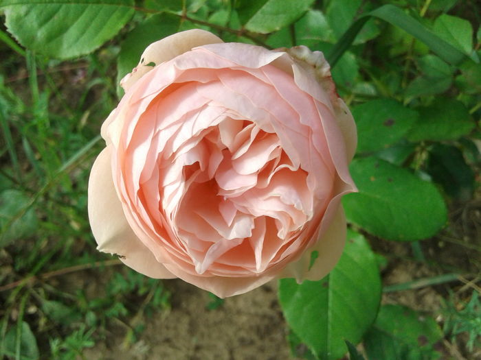 20160618_071718 - English rose  - Heritage