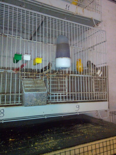 IMG_20160618_081135 - pui hibrizi canarita cu scatiu sticlete petrusi si ausel 2016