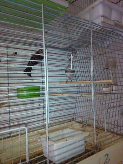 IMG_20160618_081107 - pui hibrizi canarita cu scatiu sticlete petrusi si ausel 2016