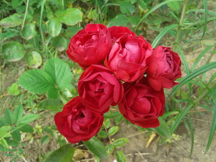20160618_080638 - Morsdag  Roses