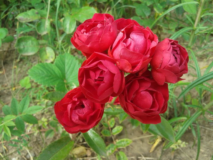 20160618_080640 - Morsdag  Roses