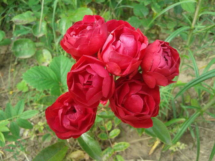 20160618_080642 - Morsdag  Roses