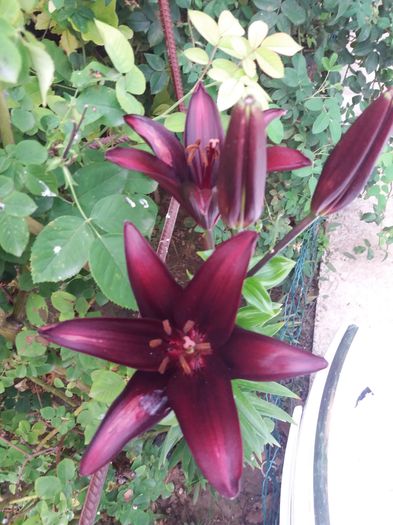 20160617_195755 - CRINI