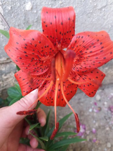 20160617_194439 - CRINI