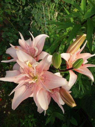 20160617_194322 - CRINI