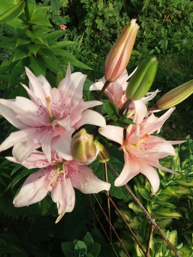 20160617_194316 - CRINI