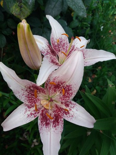 20160617_194127 - CRINI