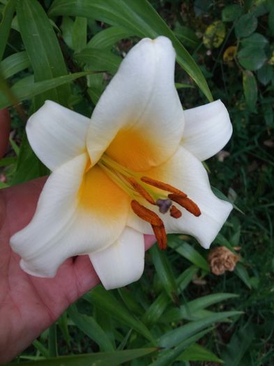 20160617_194201 - CRINI