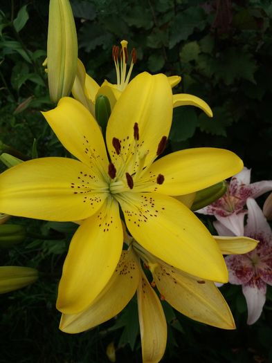 20160617_194151 - CRINI