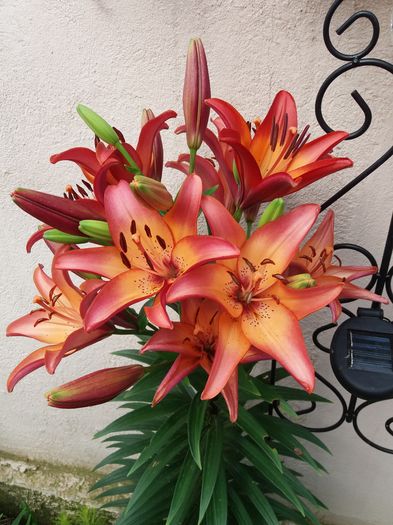 20160617_070932 - CRINI