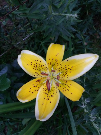 20160607_202732 - CRINI