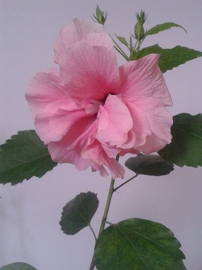 Classic Pink - Hibiscus