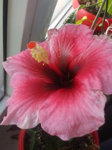 Pink Dream - Hibiscus