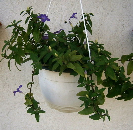  - Din iunie si iulie