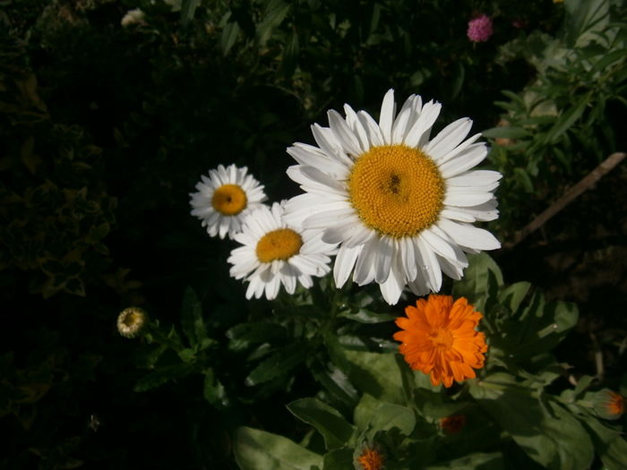  - Din iunie si iulie