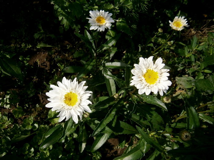  - Din iunie si iulie