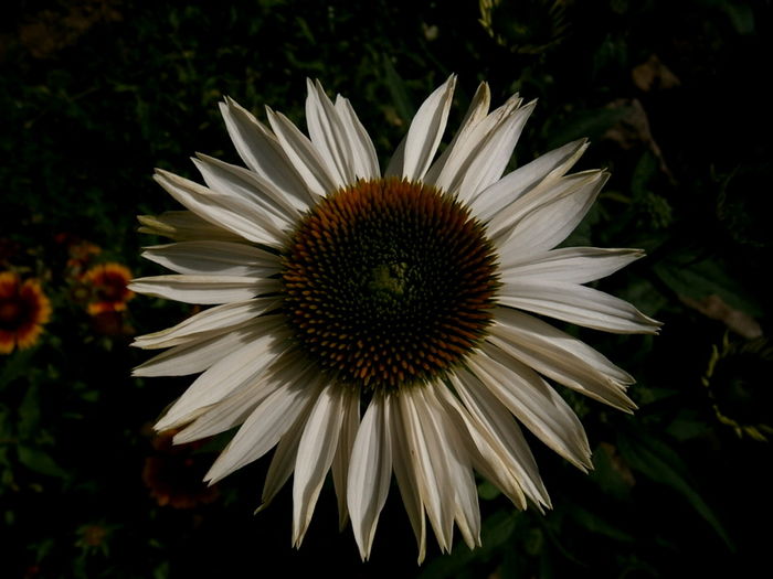  - Din iunie si iulie