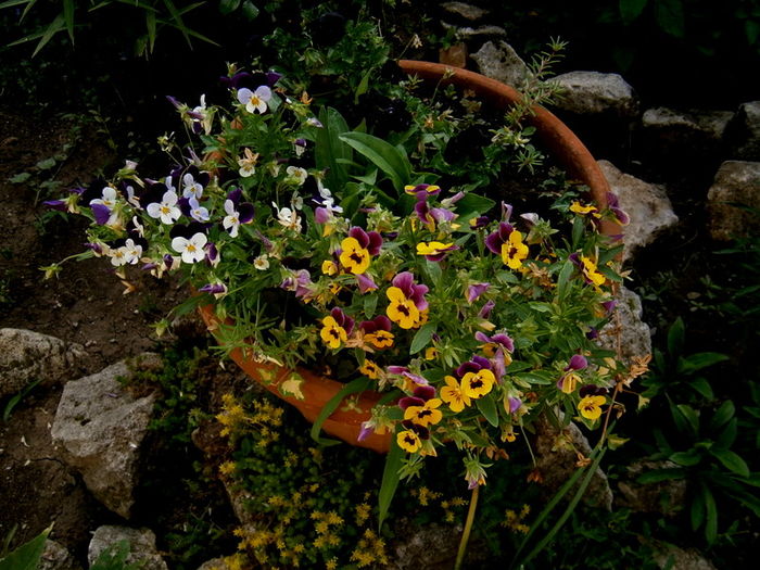 Din aprilie infloresc nonstop - Din iunie si iulie