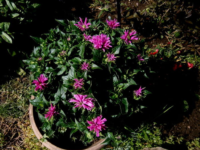  - Din iunie si iulie