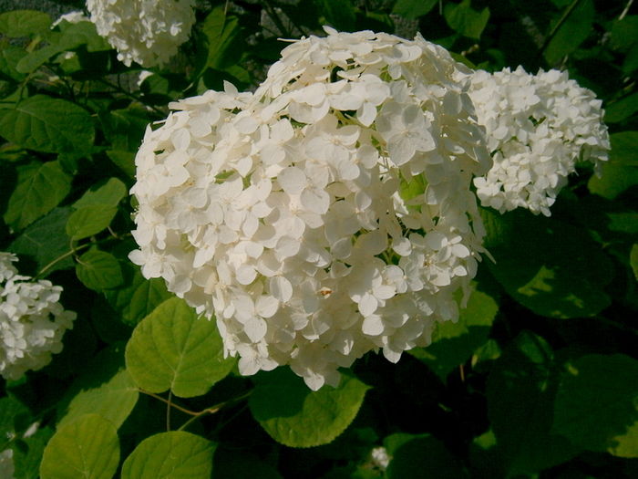  - Din iunie si iulie