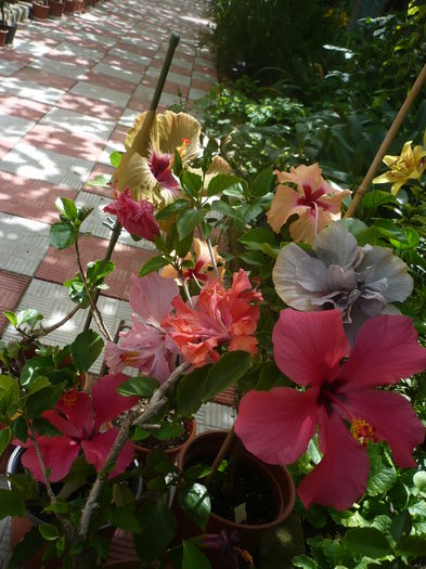 P1270374 - HIBISCUSI 2016-2