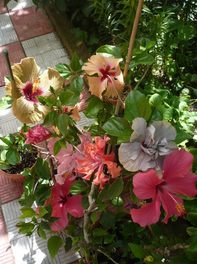 P1270375 - HIBISCUSI 2016-2