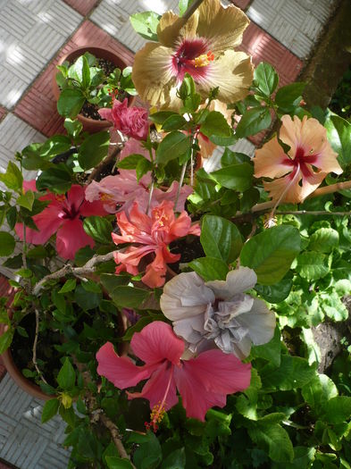 P1270376 - HIBISCUSI 2016-2