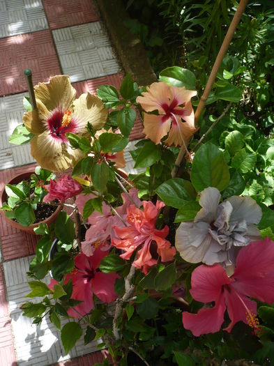 P1270378 - HIBISCUSI 2016-2