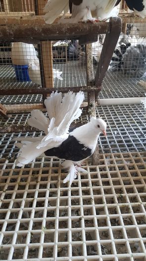 20160618_114351 - INDIENI CAPACE PENTRU 2023