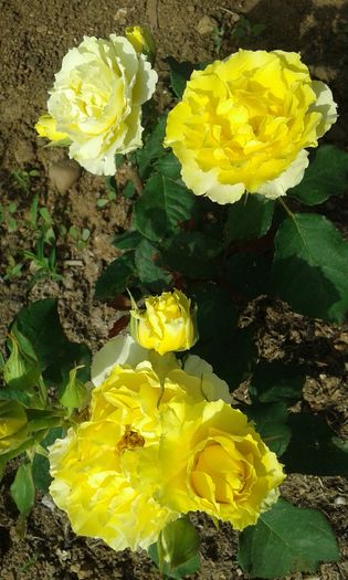 20160618_092401 - SMOOTH BUTTERCUP