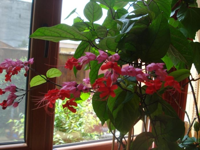 inca inflorind (2) - clerodendron speciosum - splendens