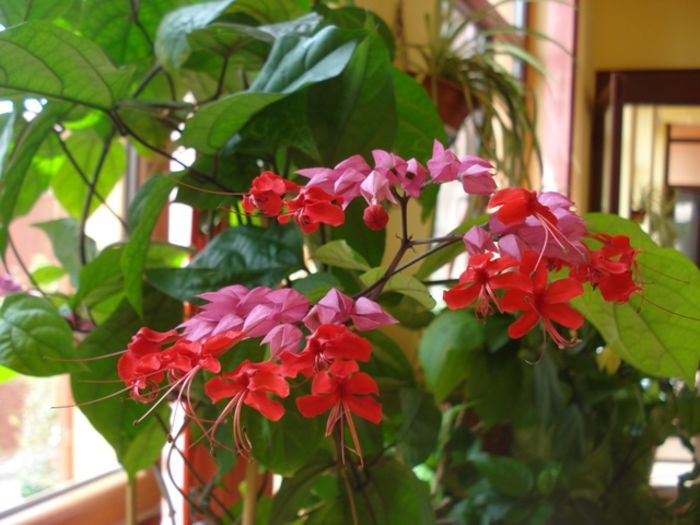 inca inflorind (3) - clerodendron speciosum - splendens