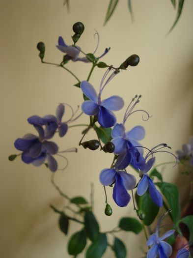 minunatii fluturi albastri (2) - clerodendron ugandese