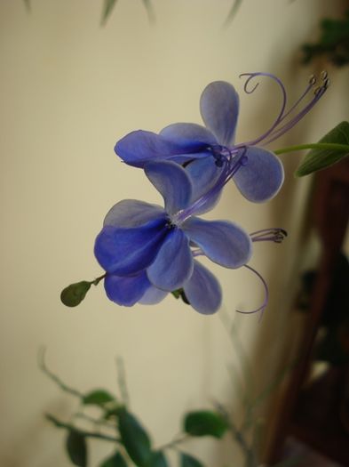 minunatii fluturi albastri (5) - clerodendron ugandese