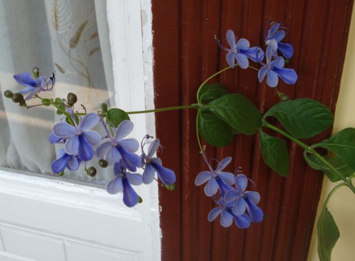 minunatii fluturi albastri (6) - clerodendron ugandese