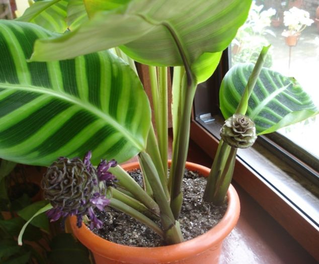 infloriri (7) - calathea zebrina