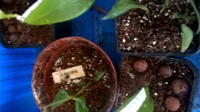WP_20160618_14_34_56_Pro - Aaa plante de hoya sectiunea incepatori